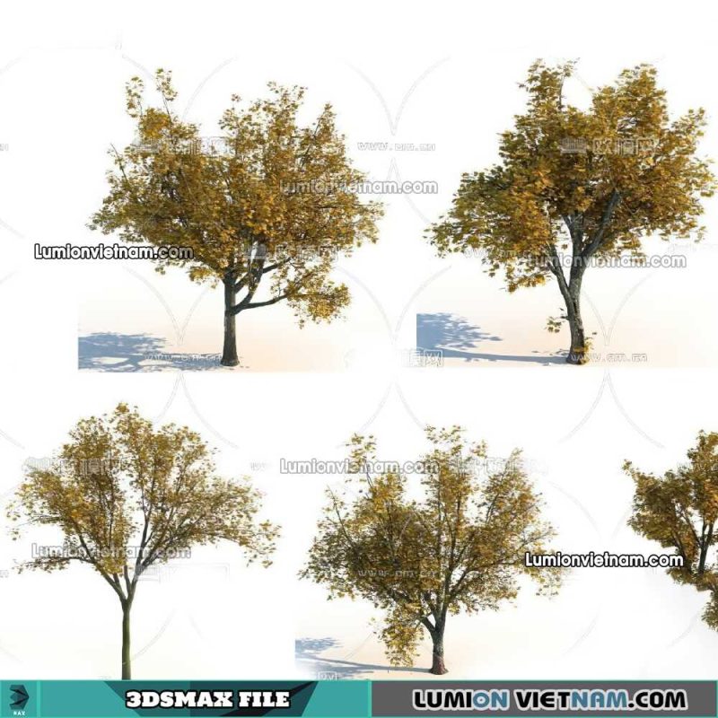 Tree - Plant Archives - 3D Models